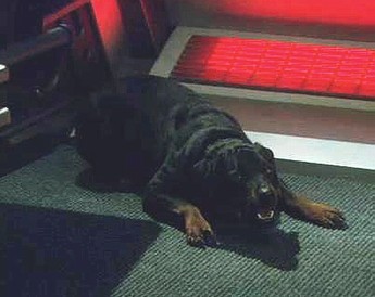 Porthos Porthos